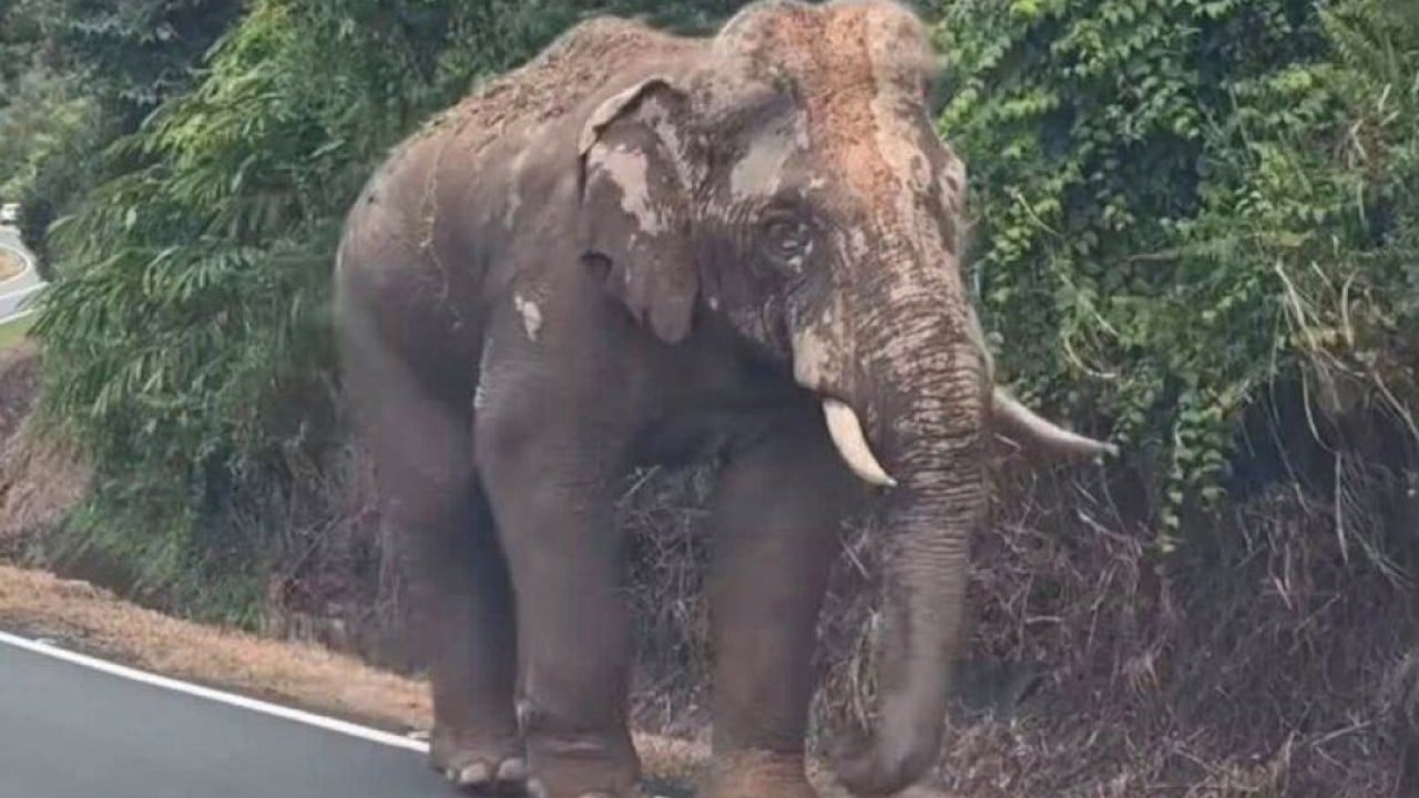In Malaysia, injured elephant Sulong’s 100km trek home drives logging debate