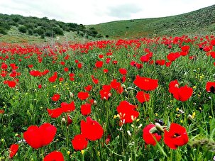 زیبایی های چشم نواز دشت گرمه