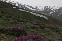 برداشت بی‌رویه و غیرمجاز گیاهان دارویی، تهدیدی جدی برای تنوع زیستی البرز