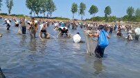 صید دسته‌جمعی ماهی در آب‌بندان‌های روستای رمنت بابل