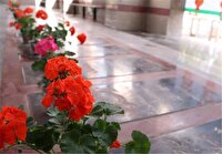 برگزاری آئین مهمانی لاله‌ها در استان بوشهر