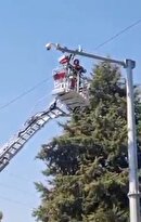 نجات یک کبوتر؛ از لابه‌لای کابل برق در ایلام