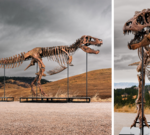 Tyrannosaurus rex most expensive dinosaur ever sold