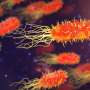 Physical pressure helps pathogenic P. aeruginosa survive antibiotic treatment