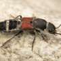 61 new beetle species reveal how little we still know about biodiversity