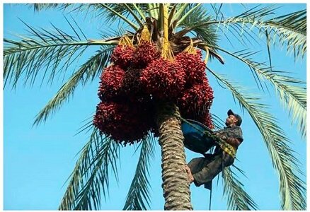 آغاز برداشت خرما از نخیلات جنوب کرمان/ پیش‌بینی تولید ۲۵۰ هزار تن محصول