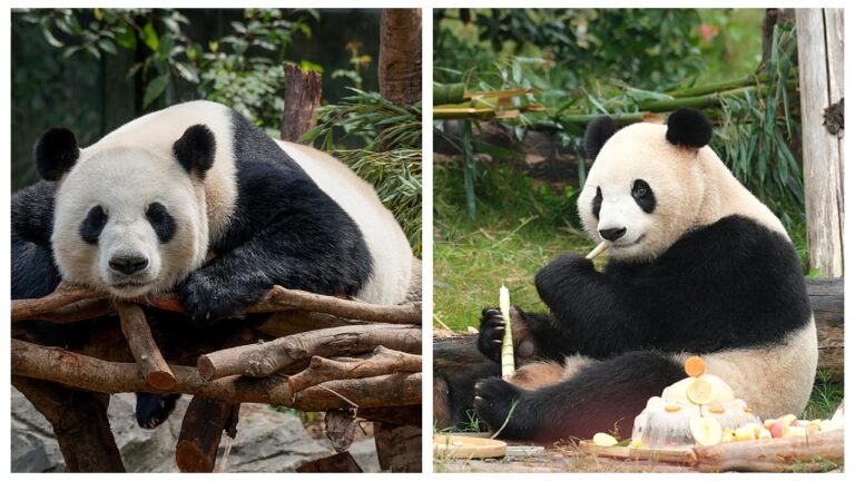 China sends pair of giant pandas to Zoo Atlanta