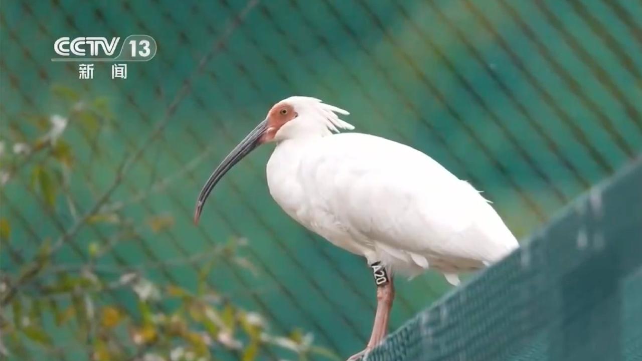 Crested ibises take flight in China's westernmost rewilding effort