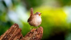Scientists find the secret of birdsong's 'spectacular diversity'