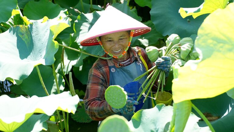 Space-bred lotus blooms into a bumper harvest in Hainan
