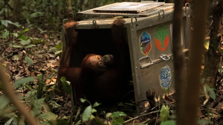 Indonesia finds orangutans saved from wildfires a new home