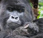 When Attenborough met the gorillas - the story behind his iconic TV moment