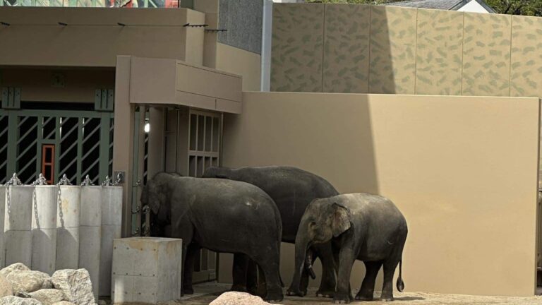 Malaysia seeks return of elephants as Japan climate, welfare concerns grow