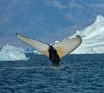 Giant whales move into Greenland waters as ice disappears