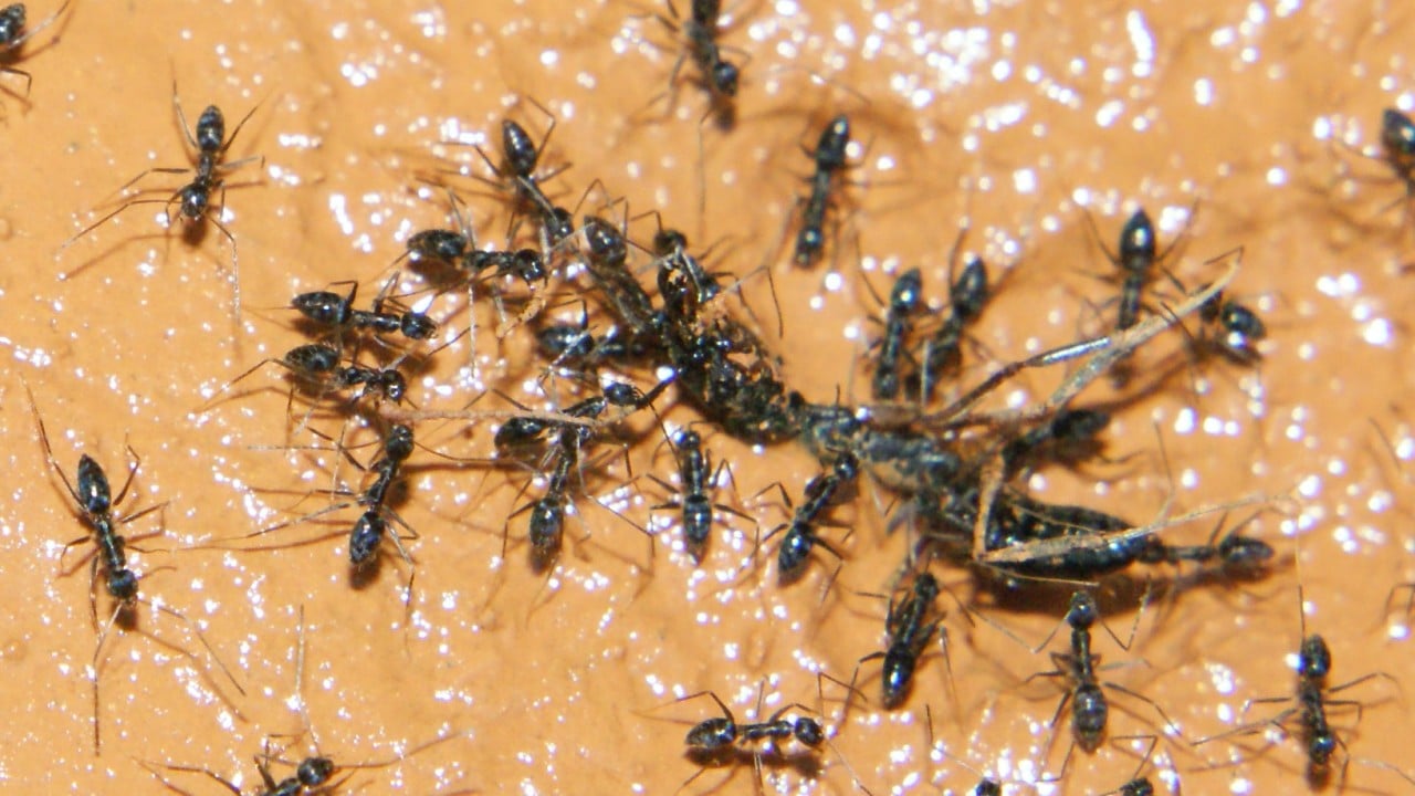 Owner of Michelin-starred restaurant in South Korea faces jail for ant-topped sorbet