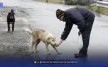 هشدار درباره حیوان‌گزیدگی؛ ۴۴۰ هزار گزش و ۲۰ قربانی