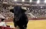 ویدئو؛ لحظه وحشتناک پرش گاو به سمت تماشاگران در اسپانیا