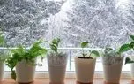 این گیاهان برای تصفیه هوای خانه عالی است
