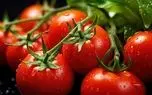 اشتباه رایج در نگهداری گوجه‌فرنگی؛ چرا نباید آن را داخل یخچال گذاشت؟