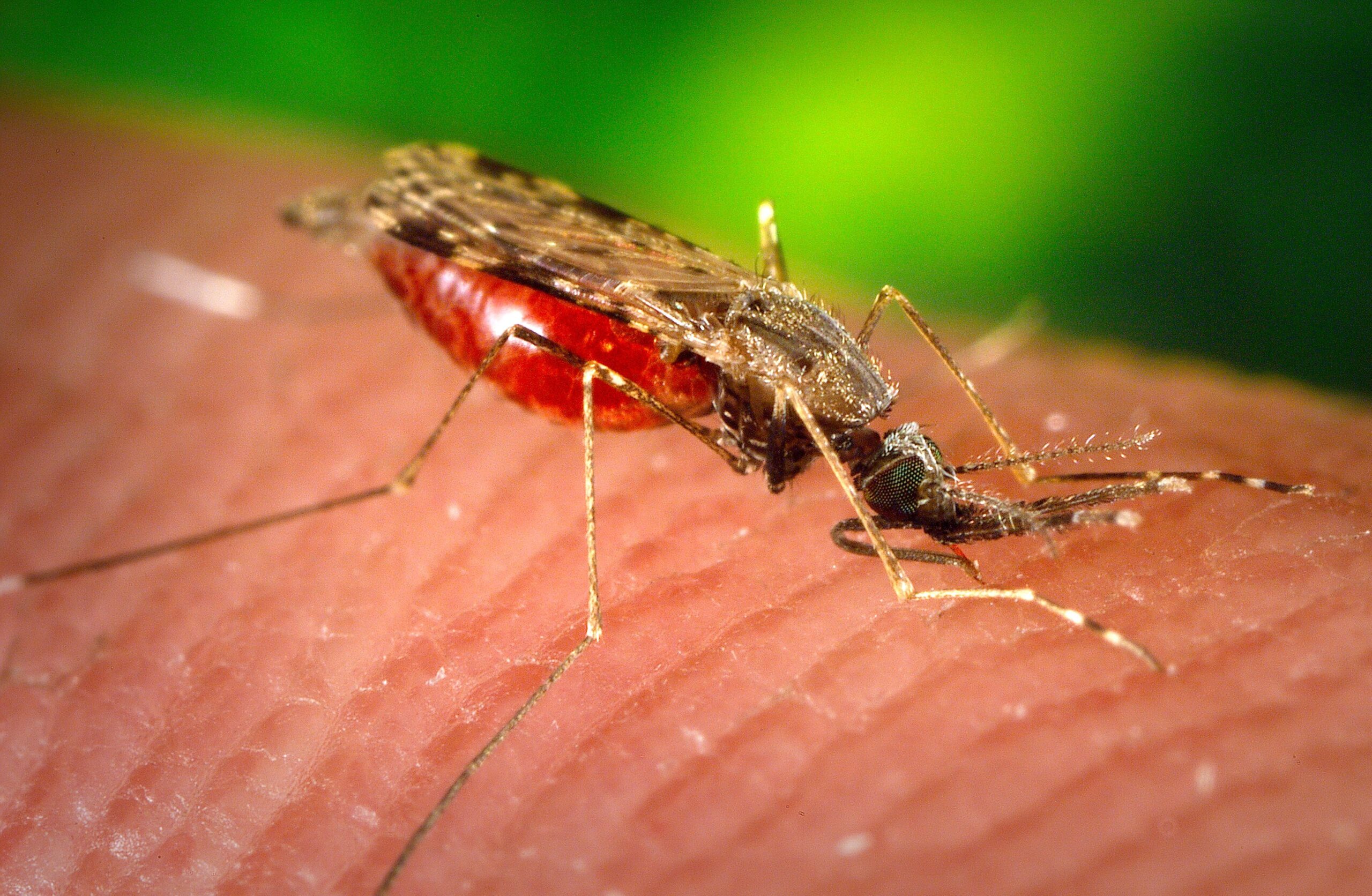 Keeping Mosquitoes Away with Catnip-Based Repellent