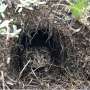 Yosemite toad killer may be hiding in their own homes