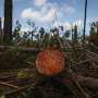 After winter storms, fires now threaten Portugal's forests