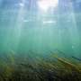 A longer, hotter reality surrounds marine heat waves, research reveals
