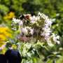 AI listens to bee buzzes to monitor activity without lethal traps