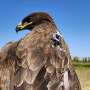 A never-before-seen picture of eagle migrations