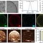 Nanostructure-assisted ultrasound shows potential for Parkinson's treatment