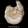 A rare dinosaur fossil from Antarctica is found tucked away in a drawer