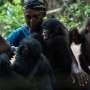 A rare sanctuary in Congo looks after baby bonobos away from poaching threat