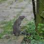 The politics of city rats: What urban rodents tell us about housing and sanitation