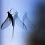 Drivers help study road-trip mystery: what became of bug splats?