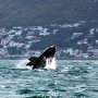 War‑driven sea detours are reshaping shipping routes, putting whales off South Africa in sudden peril