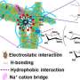 Water-based nanocrystal provides a sticky solution to a pesky agricultural problem