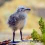 A young gull's mottled brown plumage acts as a 'not a threat' signal to territorial adults