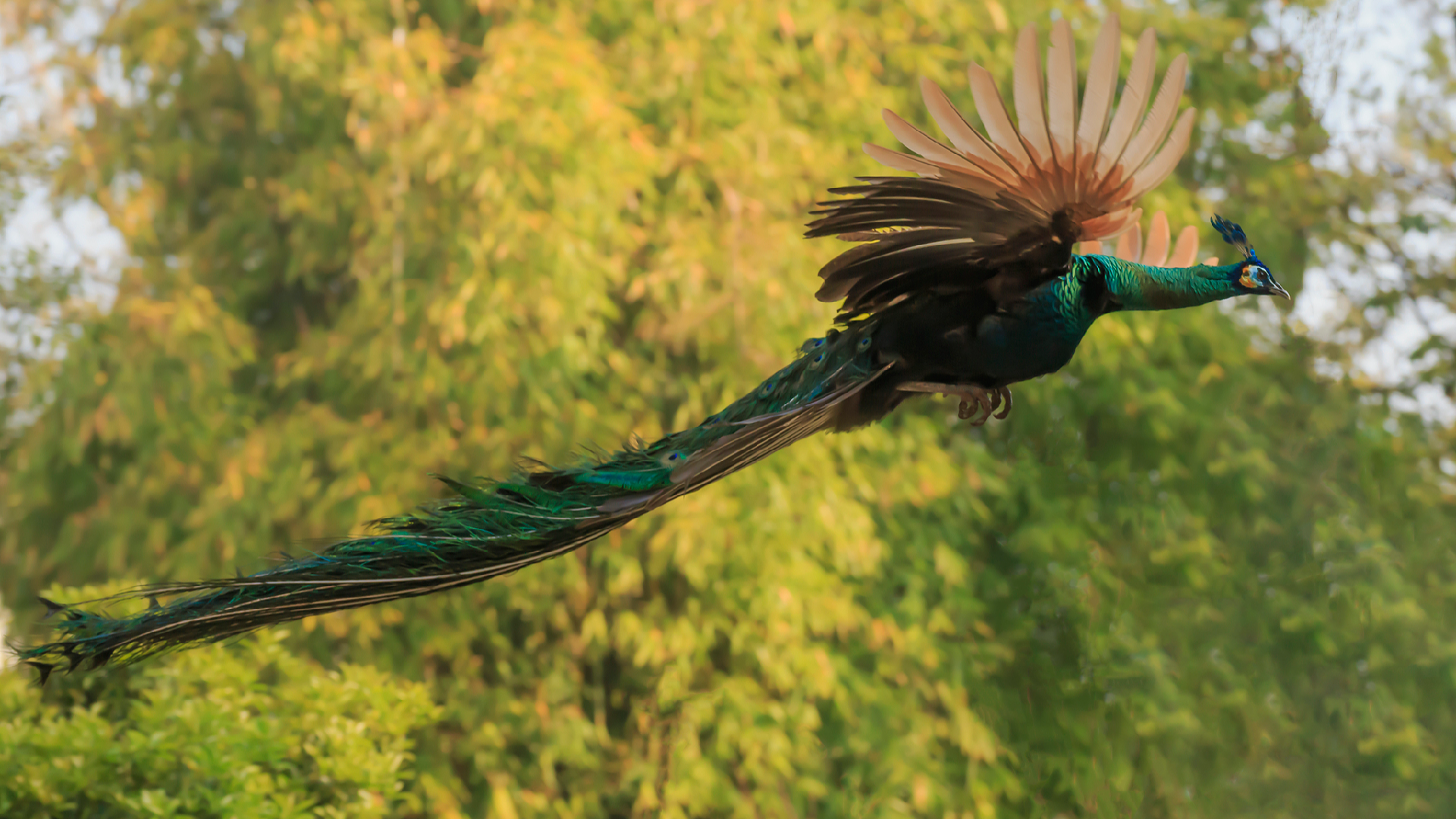 China reports recovery of endangered bird populations