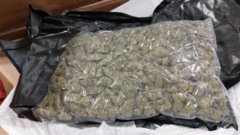 Drug mules carrying cannabis from Thailand face tougher penalties