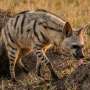 Aardwolves and cats share surprising chromosome similarities