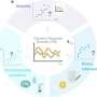 Analytical framework tracks response diversity over time, linking it to ecosystem stability