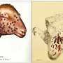 Ancient virus hunters: How we discovered sheeppox DNA hidden in medieval gospels