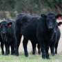 Seaweed compound shows major methane cuts in beef cattle