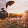 Gentle nudges for increased animal welfare