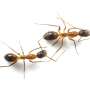 Colony connections determine ant wound care: Transitional workers treat injured nestmates