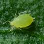 Rethinking bluegreen aphid control as insecticide resistance spreads