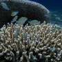 Artificial light is keeping reef fish awake, and the effects may ripple across coral reefs