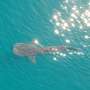 Assessing the impact of drones on whale sharks