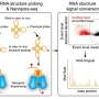 Single-molecule RNA mapping may reveal how shape shifts steer health and disease
