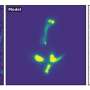 Astronomers catch massive galaxy assembling piece by piece 1.2 billion years after Big Bang